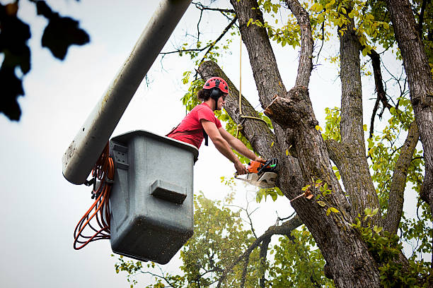 Best Professional Tree Care  in Kenly, NC